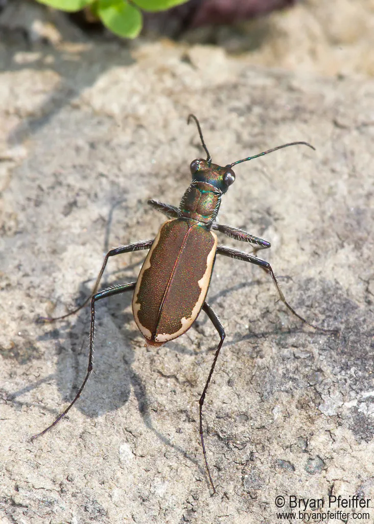 Cobblestone Tiger Beetle