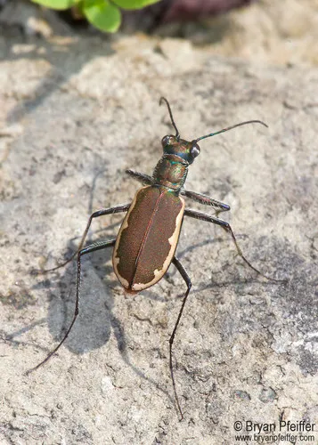 Cobblestone Tiger Beetle - photo 2