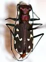 Melissa's Tiger Beetle