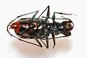 Melissa's Tiger Beetle - photo 2