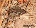Melissa's Tiger Beetle - photo 3