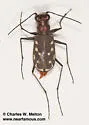 Melissa's Tiger Beetle - photo 4