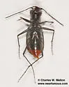Melissa's Tiger Beetle - photo 5