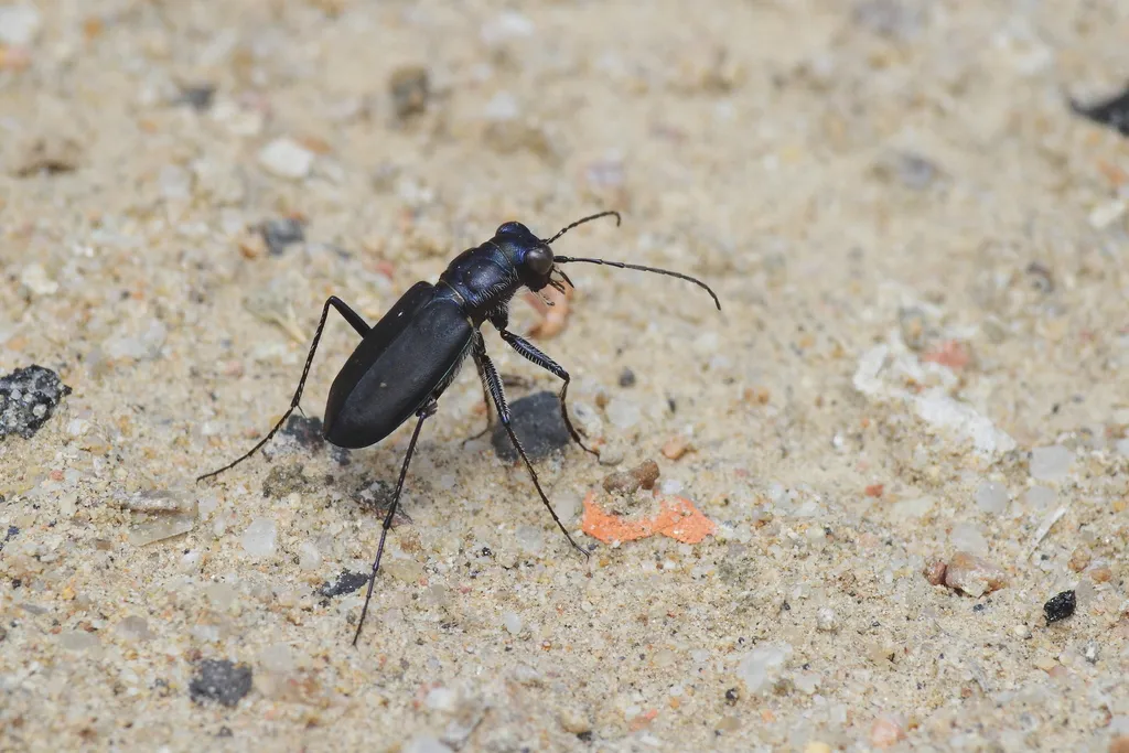 Black Sky Tiger Beetle - photo 2
