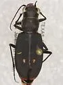 Large Grassland Tiger Beetle - Cicindelidia obsoleta