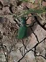 Large Grassland Tiger Beetle - photo 2