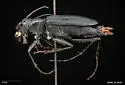 Large Grassland Tiger Beetle - photo 3