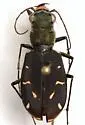 Large Grassland Tiger Beetle - photo 4