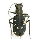 Large Grassland Tiger Beetle - photo 5