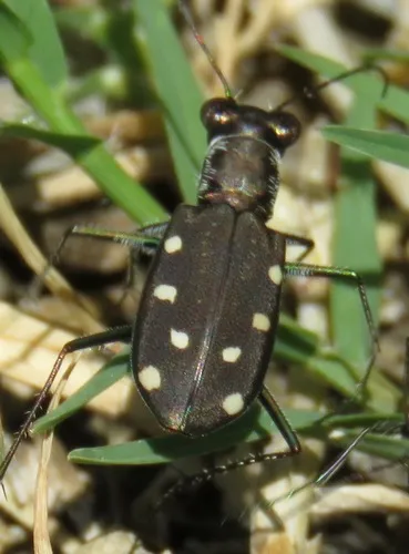 Ocellated Tiger Beetle - photo 2