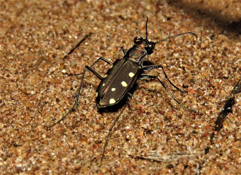 Ocellated Tiger Beetle - photo 4