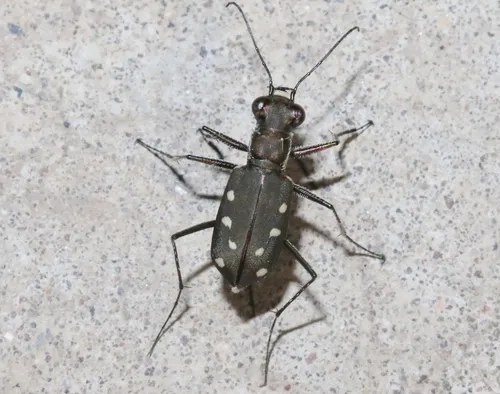 Ocellated Tiger Beetle - photo 5
