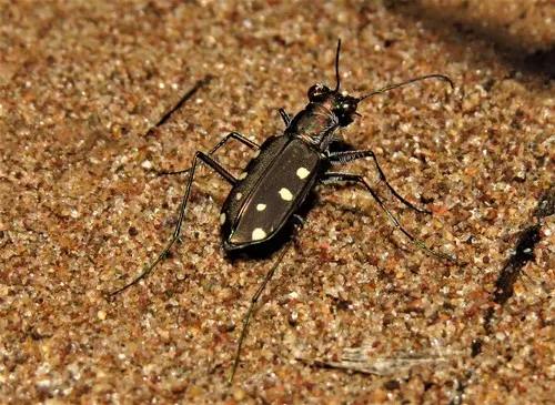 Ocellated Tiger Beetle - photo 6