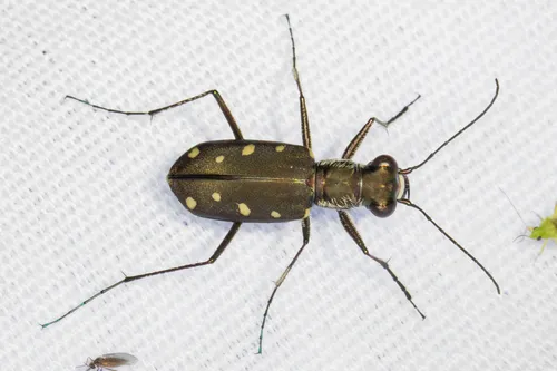 Ocellated Tiger Beetle - photo 7