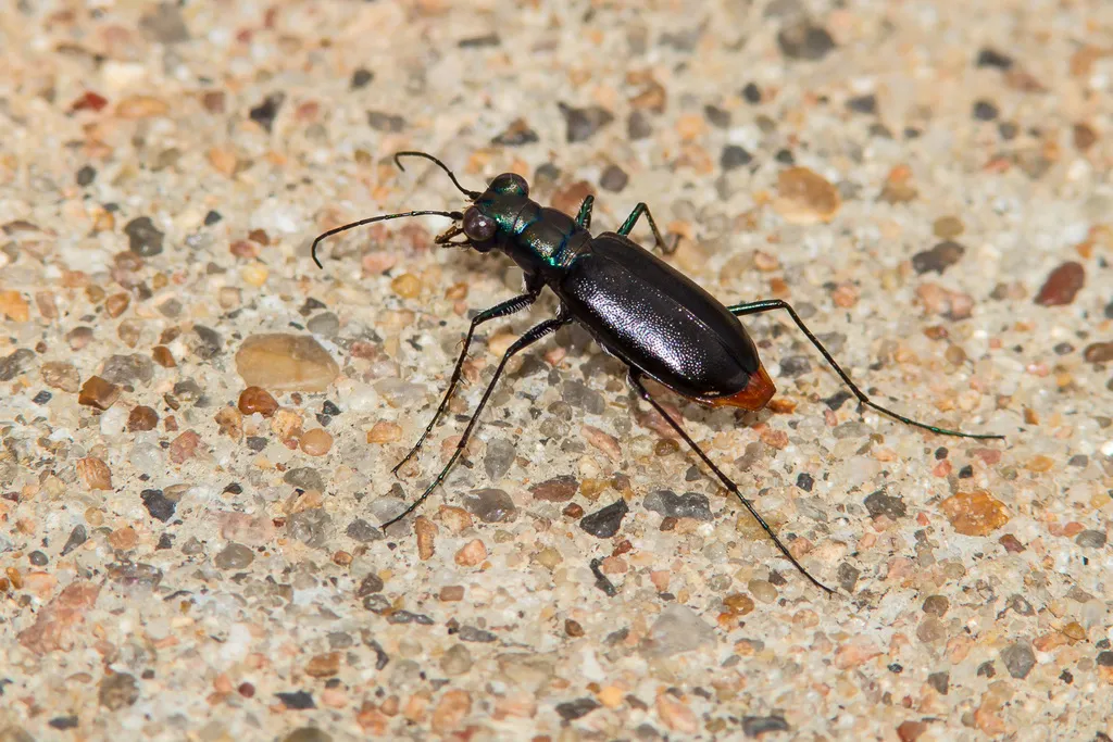 Limestone Tiger Beetle - photo 2