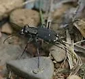 Eastern Red-bellied Tiger Beetle - photo 2