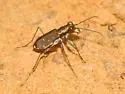 Eastern Red-bellied Tiger Beetle - photo 3
