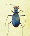 Eastern Red-bellied Tiger Beetle - photo 4