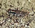 Eastern Red-bellied Tiger Beetle - photo 5