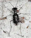 Scabrous Tiger Beetle - photo 2