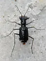 Scabrous Tiger Beetle - photo 3