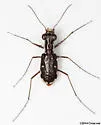 Scabrous Tiger Beetle - photo 4