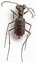 Scabrous Tiger Beetle - photo 5