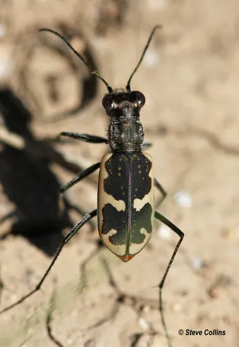 Schaupp's Tiger Beetle - Cicindelidia schauppii