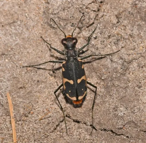 Schaupp's Tiger Beetle - photo 3