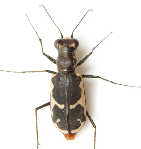 Schaupp's Tiger Beetle - photo 4