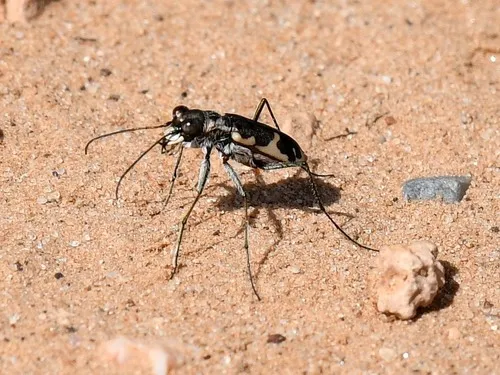 Schaupp's Tiger Beetle - photo 5