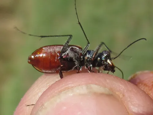Schaupp's Tiger Beetle - photo 6