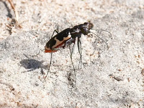 Schaupp's Tiger Beetle - photo 7