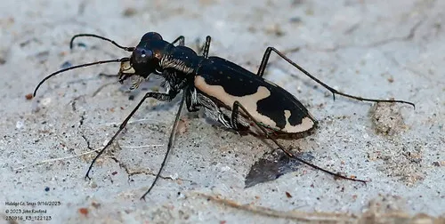 Schaupp's Tiger Beetle - photo 8