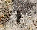 Western Red-bellied Tiger Beetle