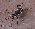 Western Red-bellied Tiger Beetle - photo 2