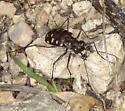 Western Red-bellied Tiger Beetle - photo 3