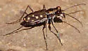 Western Red-bellied Tiger Beetle - photo 4