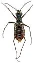 Western Red-bellied Tiger Beetle - photo 5
