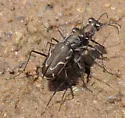 Thin-lined Tiger Beetle