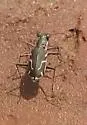Thin-lined Tiger Beetle - photo 2