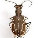 Thin-lined Tiger Beetle - photo 3