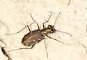 Thin-lined Tiger Beetle - photo 4