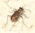 Thin-lined Tiger Beetle - photo 5