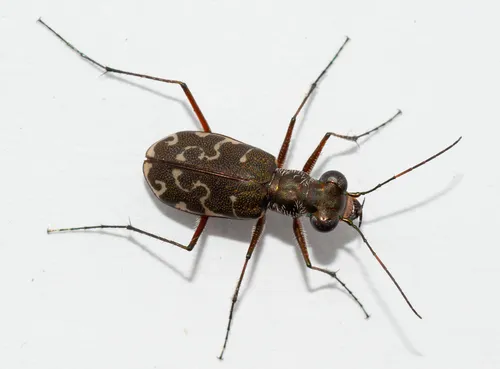 S-banded Tiger Beetle - photo 2