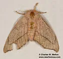Chambers' Sack-bearer Moth - Hodges#7662.1 - Cicinnus chambersi
