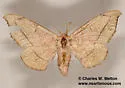 Chambers' Sack-bearer Moth - Hodges#7662.1 - photo 2