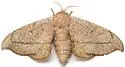 Chambers' Sack-bearer Moth - Hodges#7662.1 - photo 3