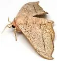 Chambers' Sack-bearer Moth - Hodges#7662.1 - photo 4