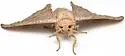 Chambers' Sack-bearer Moth - Hodges#7662.1 - photo 5